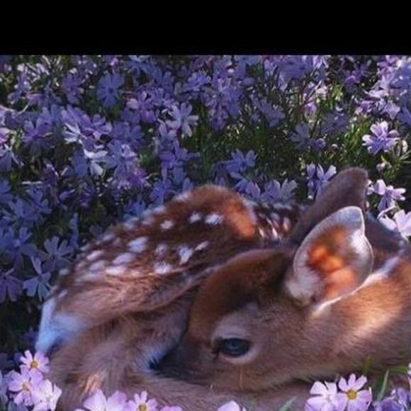 deerbeth